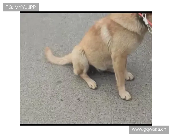 拉菲尼亚家的狗吃的都比我好